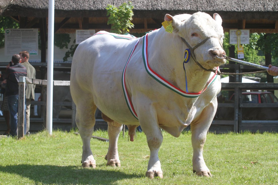 Charolais Tenyészbika